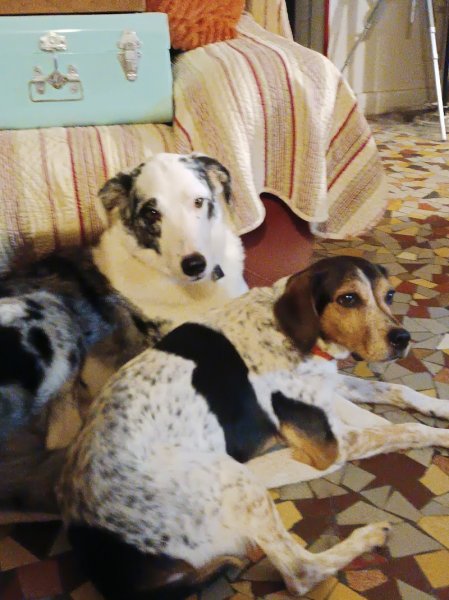 Le chien libre - photo 2