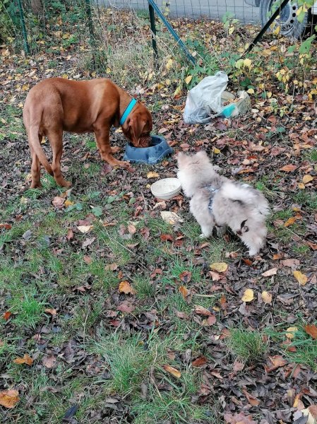 Le chien libre - photo 3