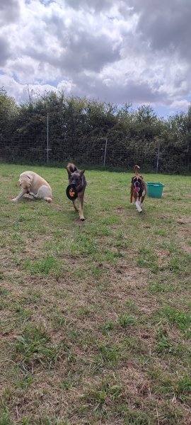 Garderie canine FeverEduc - photo 1