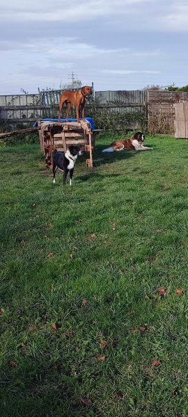 Garderie canine FeverEduc - photo 2