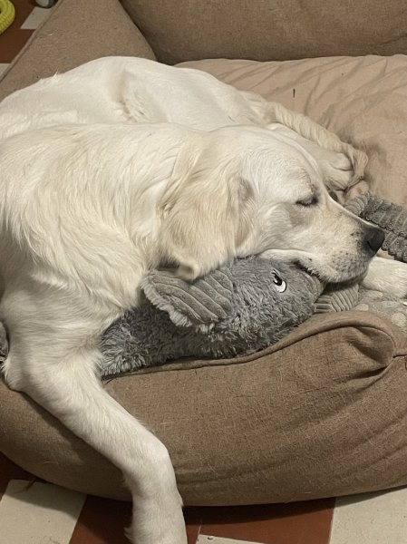 Garderie canine FeverEduc - photo 3