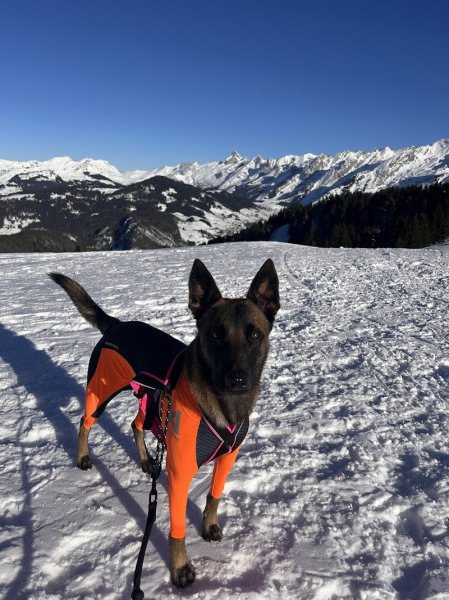Dog's Learning - Courseulles sur mer