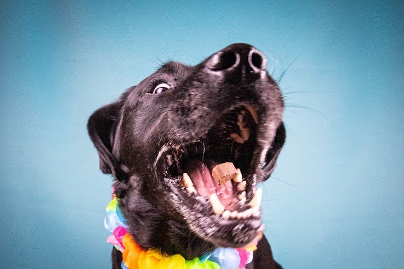 Dog's Learning - Courseulles sur mer - photo 2