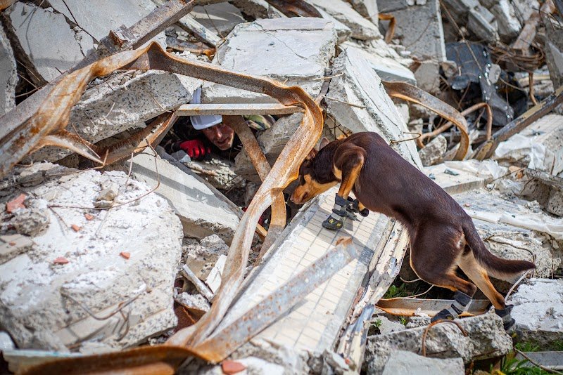 Dog's Learning - Courseulles sur mer - photo 3