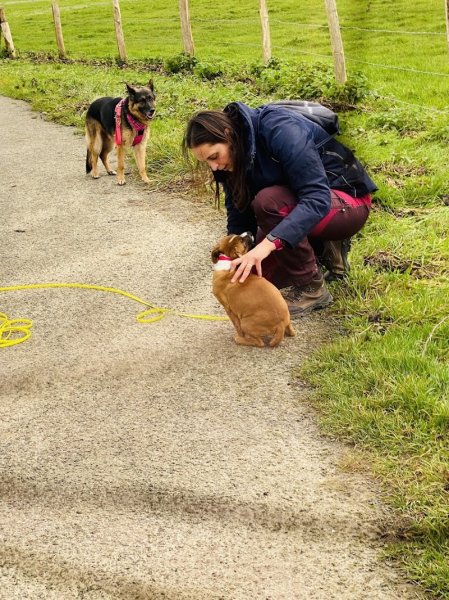 School Dog - photo 2