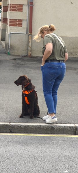 School Dog - photo 3