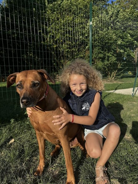 Pension pour chien du Centre canin des Vallons de la Sée - photo 2