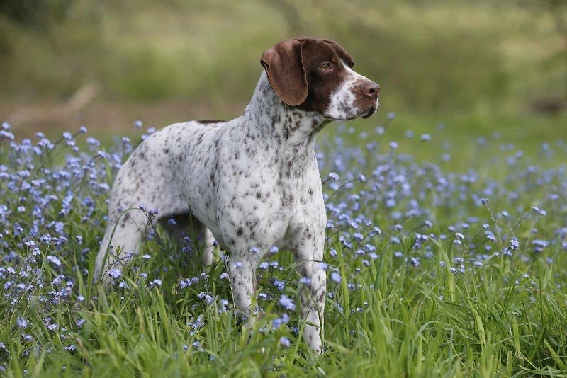 Pension pour chien du Centre canin des Vallons de la Sée - photo 3