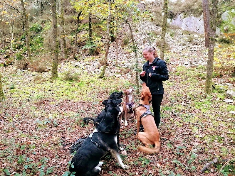 EduCativeDog – éducatrice et comportementaliste canin et félin - photo 1