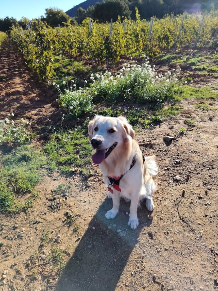 EduCativeDog – éducatrice et comportementaliste canin et félin - photo 2