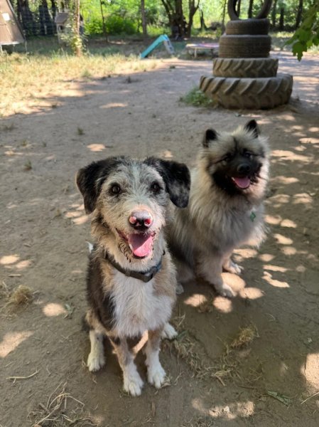 EduCativeDog – éducatrice et comportementaliste canin et félin - photo 3