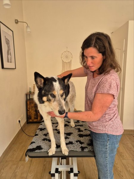 Edmée Roger - Ostéopathe Animalier, équin, canin, félin - photo 2