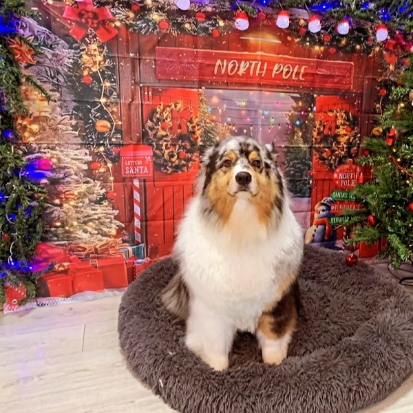 Pimp my dog by Marion. Toilettage - photo 2