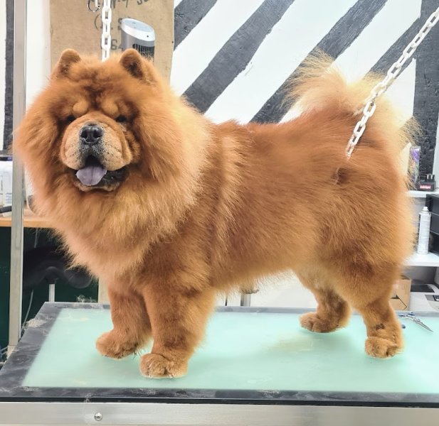 Pimp my dog by Marion. Toilettage - photo 3