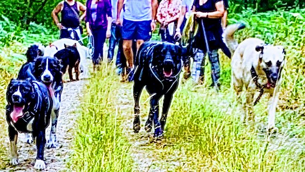 Laristo'chiens Educateur/Comportementaliste CANIN (diplômé d’état)