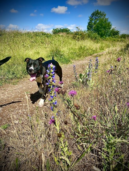 Laristo'chiens Educateur/Comportementaliste CANIN (diplômé d’état) - photo 2