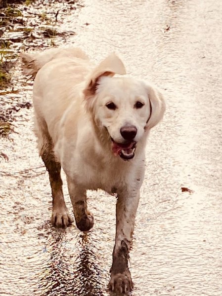 Laristo'chiens Educateur/Comportementaliste CANIN (diplômé d’état) - photo 3