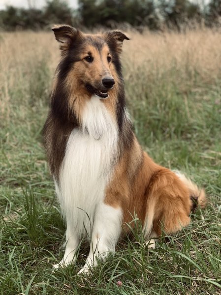 Pil Poil Canin - photo 1