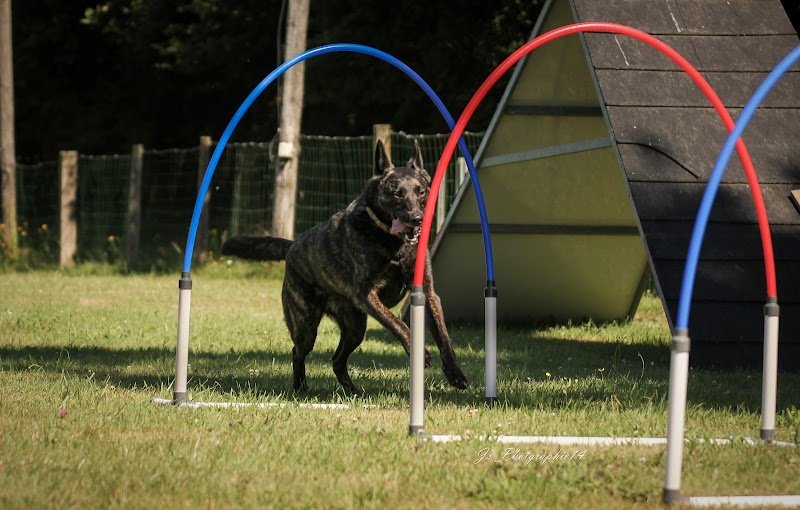 Le Tronquay Education et Sport Canin - photo 1