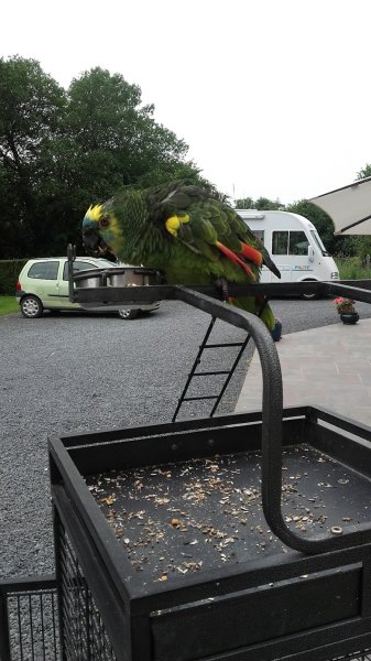 Le Tronquay Education et Sport Canin - photo 2