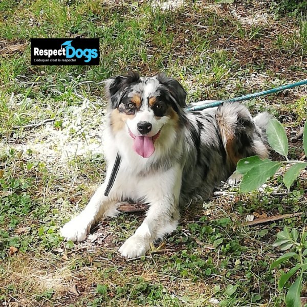 Éducateur canin RespectDogs Saint Lô - photo 3