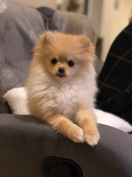 Artist'O Chien - photo 1