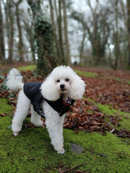 Artist'O Chien - photo 2