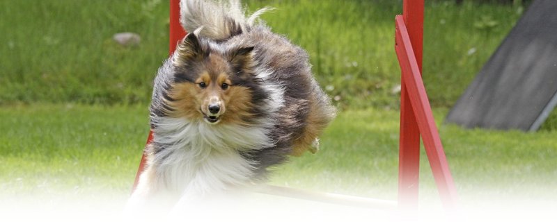 Club du Chien de Saint-Lô - photo 1