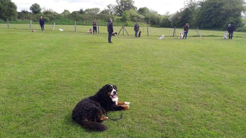 Club du Chien de Saint-Lô - photo 2