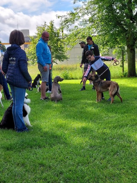 Le Club d ' Education Canine de Pont Audemer - photo 2
