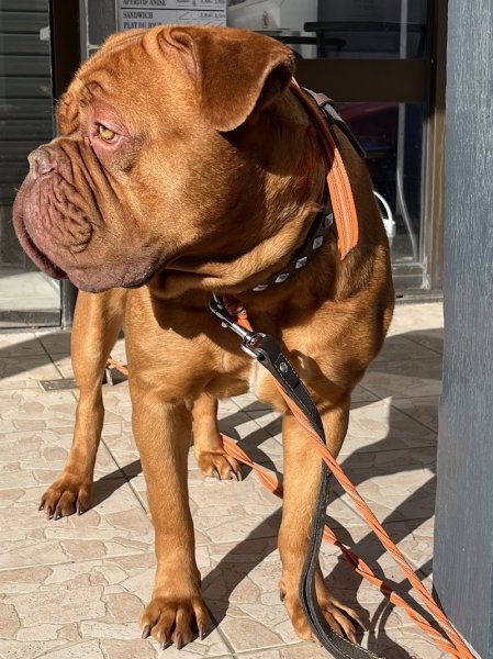 Julie Messire Education Canine - photo 1