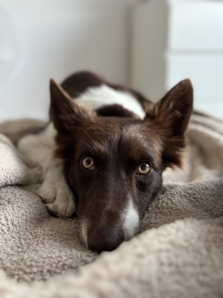 Julie Messire Education Canine - photo 3