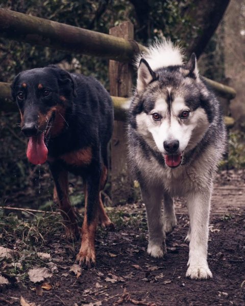 La Patoune Libre Éducation/comportement du chien.