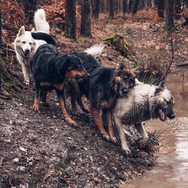 La Patoune Libre Éducation/comportement du chien. - photo 2