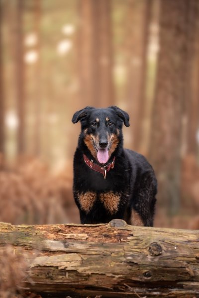La Patoune Libre Éducation/comportement du chien. - photo 3