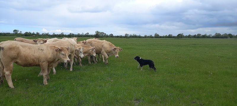 Initiation et entraînement de chiens de troupeaux