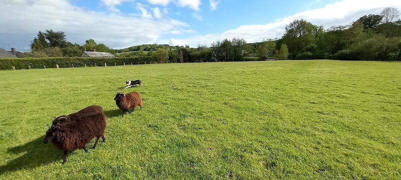 Initiation et entraînement de chiens de troupeaux - photo 2