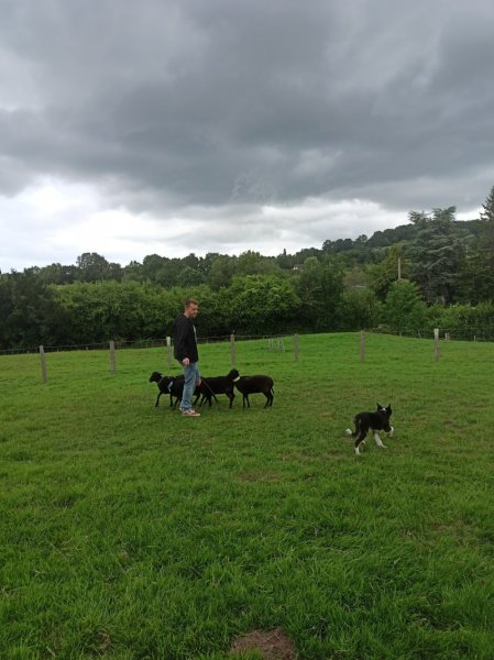 Initiation et entraînement de chiens de troupeaux - photo 3