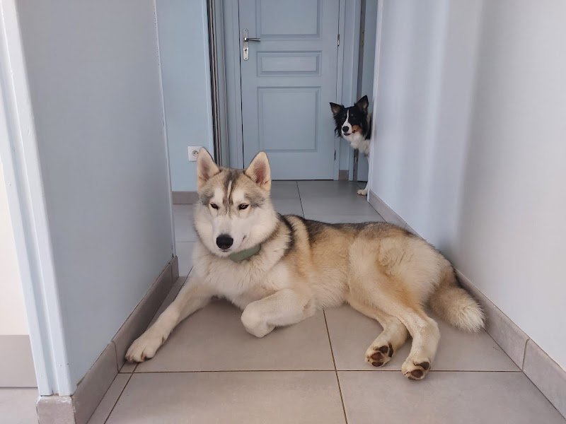 Comme à la maison Pension canine familiale - photo 1