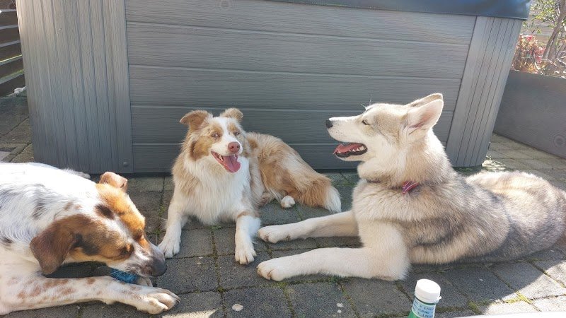 Comme à la maison Pension canine familiale - photo 2