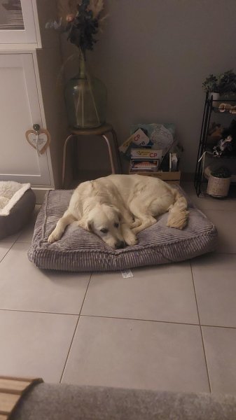 Comme à la maison Pension canine familiale - photo 3
