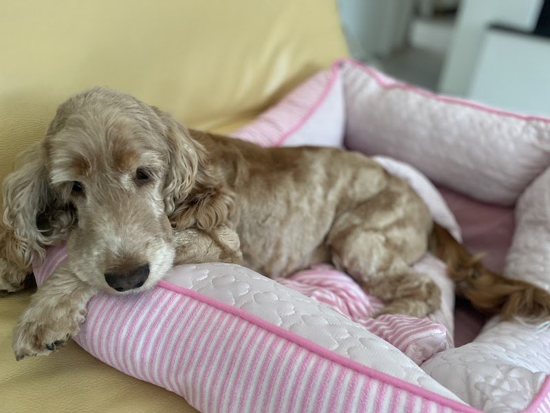 Une Vie de Chien - photo 2