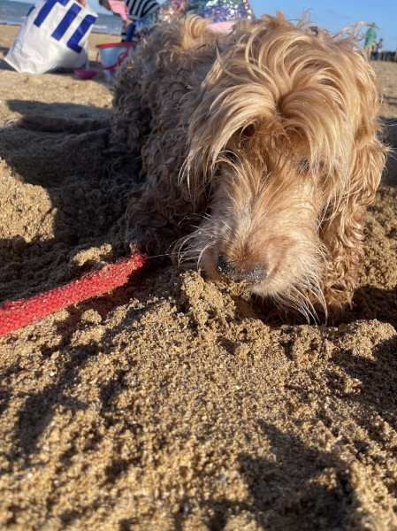 Une Vie de Chien - photo 3