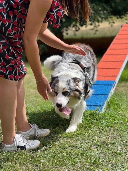 Canicampus centre canin - photo 1