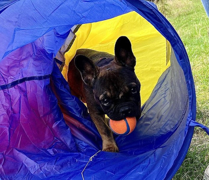 Canicampus centre canin - photo 2