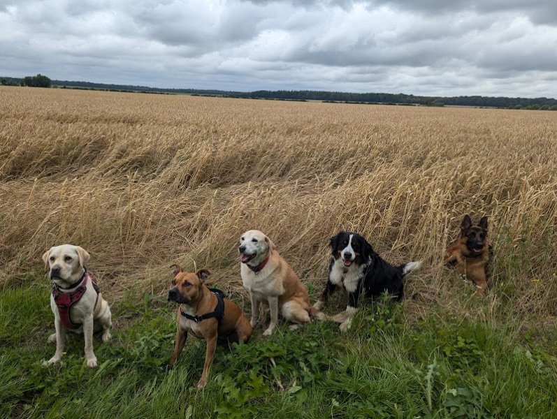 Canicampus centre canin - photo 3