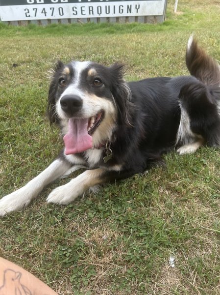 Steph et les chiens - Éducateur comportementaliste canin - photo 1
