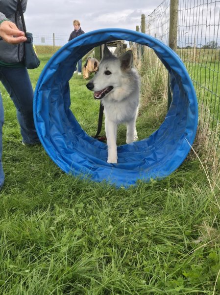 Complexe Canin Gonnevillais - photo 3