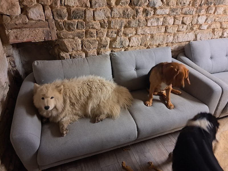 Pension/Garderie CHIENS Ô'Rêve du Glay - photo 2