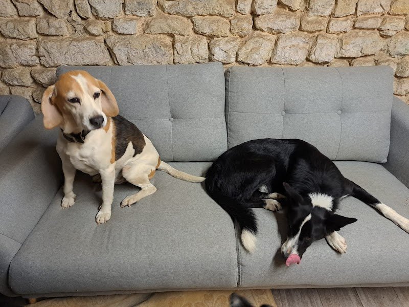 Pension/Garderie CHIENS Ô'Rêve du Glay - photo 3